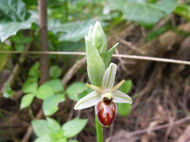 Ophrys exaltata (e confronto con O. panormitana)